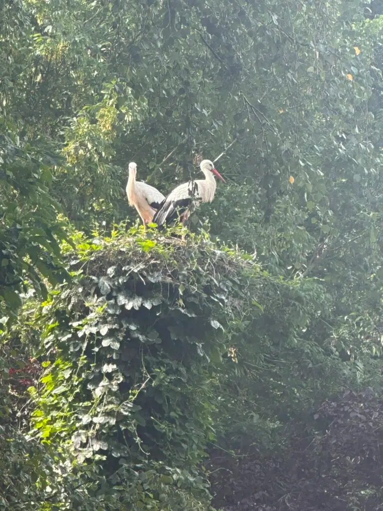 Storchenpark Berne – Foto 4